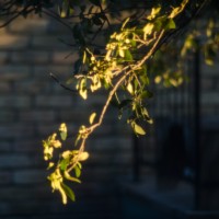 7 523©JamesECockroft 20130106