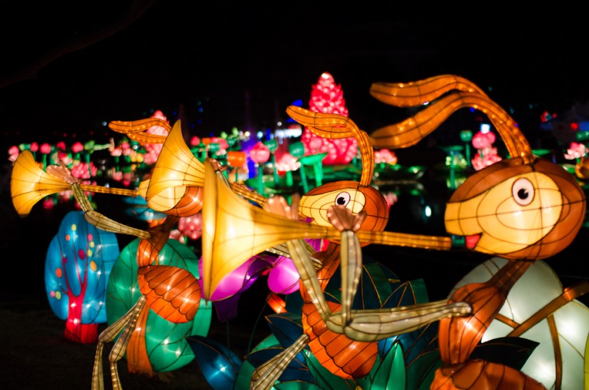Chinese Lantern Festival151 march of the gleeful ants©JamesECockroft 20130104