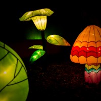 Chinese Lantern Festival47 untitled©JamesECockroft 20130104