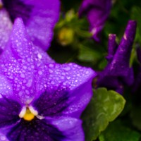 McKinney Scavenger Hunt98©JamesECockroft 20130126