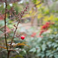 Dallas Zoo220©JamesECockroft 20130209