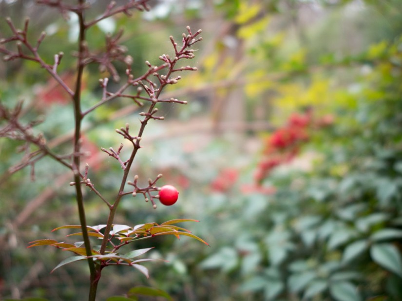 Dallas Zoo220©JamesECockroft 20130209