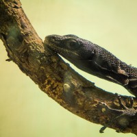 Dallas Zoo340©JamesECockroft 20130209