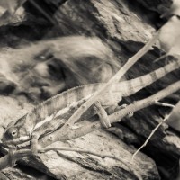 Dallas Zoonice accident©JamesECockroft 20130209