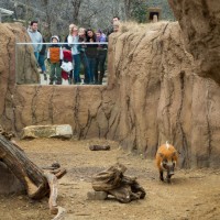 Dallas Zoosing us a song Pumbaa©JamesECockroft 20130209