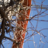 Farmers Market33©JamesECockroft 20130202