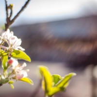 Farmers Market36©JamesECockroft 20130202