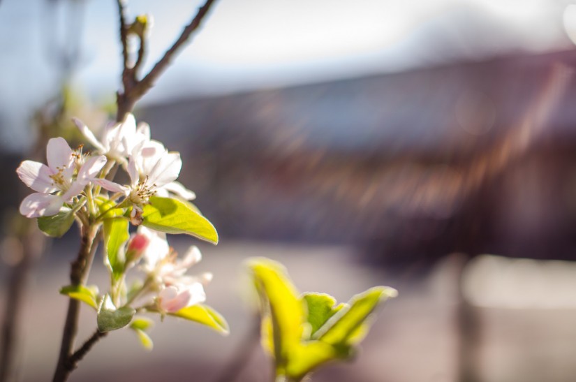 Farmers Market36©JamesECockroft 20130202