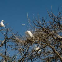 7 52 1151©JamesECockroft 20130313