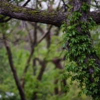 7 52 14 April Showers13©JamesECockroft 20130403