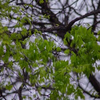 7 52 14 April Showers15©JamesECockroft 20130403