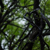 7 52 14 April Showers27©JamesECockroft 20130403