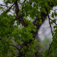 7 52 14 April Showers28©JamesECockroft 20130403