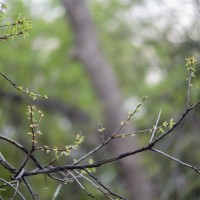 7 52 14 April Showers2©JamesECockroft 20130402