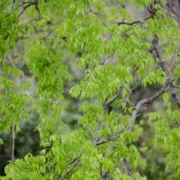 7 52 14 April Showers5©JamesECockroft 20130402