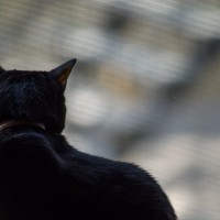 7 52 1711 Olive 2©JamesECockroft 20130424