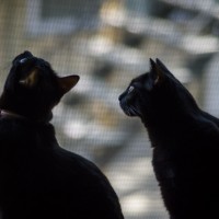 7 52 1717 Watching©JamesECockroft 20130424