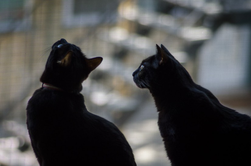 7 52 1717 Watching©JamesECockroft 20130424