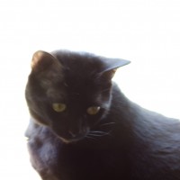 7 52 1730 tender Olive©JamesECockroft 20130424