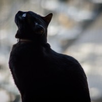 7 52 179 Olive 1©JamesECockroft 20130424