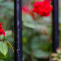 7 52 18Roses 14©JamesECockroft 20130502