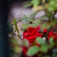 7 52 18Roses 16©JamesECockroft 20130502