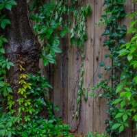 7 52 1918©JamesECockroft 20130509