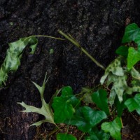 7 52 1920©JamesECockroft 20130509