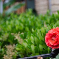 7 52 1924©JamesECockroft 20130509