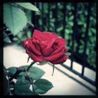 7 52 20 One Camera One Lens24©JamesECockroft 20130516