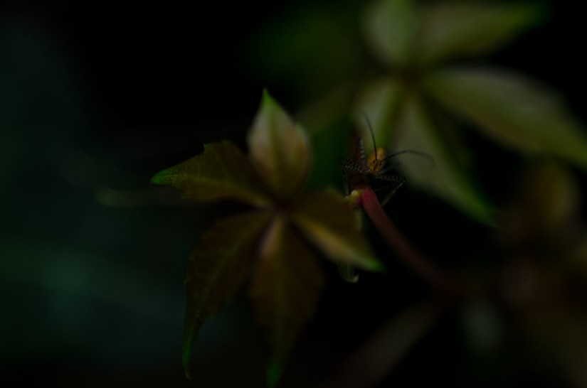 7 52 2117©JamesECockroft 20130519