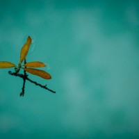 7 52 2138©JamesECockroft 20130525