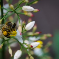 7 52 2189©JamesECockroft 20130525