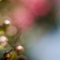 7 52 25 Zomb E 240©JamesECockroft 20130620