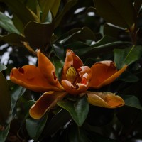 Downtown Grapevine 201340©JamesECockroft 20130615