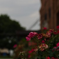 Downtown Grapevine 201353©JamesECockroft 20130615