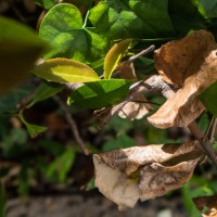 7 52 286©JamesECockroft 20130711