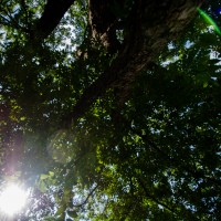 7 52 29 10mm4©JamesECockroft 20130716