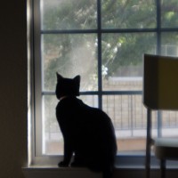 7 52 3133 Olive watches©JamesECockroft 20130810