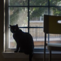 7 52 3136 Olive gazes©JamesECockroft 20130810