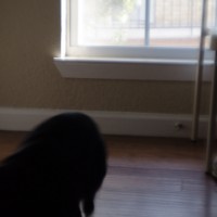 7 52 3149 Ivan flees©JamesECockroft 20130810