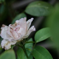 7 52 3340©JamesECockroft 20130814