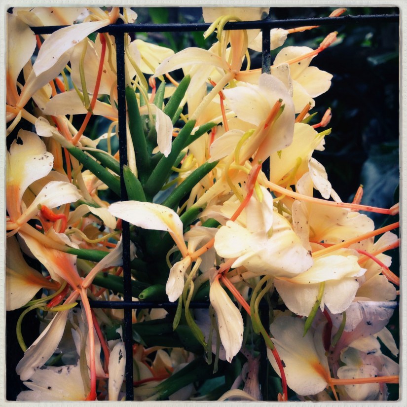 7 52 34 Costa Rica iPhoneOhne Titel©JamesECockroft 20130822 3