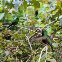 7 52 34 Costa RicaHummingbirds©JamesECockroft 20130822