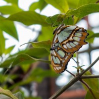 7 52 34 Costa Ricacolor scheme©JamesECockroft 20130822