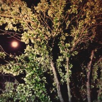 7 52 35 iPhone11©JamesECockroft 20130826