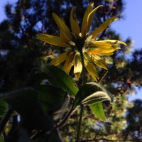 Eureka Honeymoon iPhone138©JamesECockroft 20130902