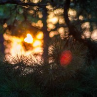 Eureka Honeymoon167©JamesECockroft 20130902