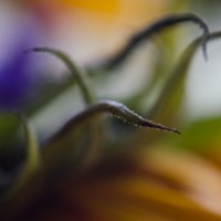 7 52 4731©JamesECockroft 20131122