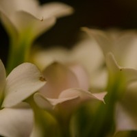 7 52 473©JamesECockroft 20131120